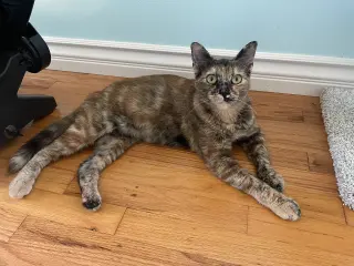 Ember