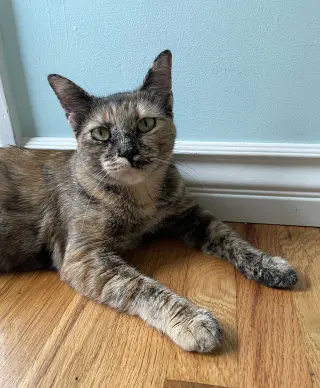 Ember