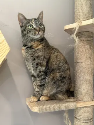 Giselle