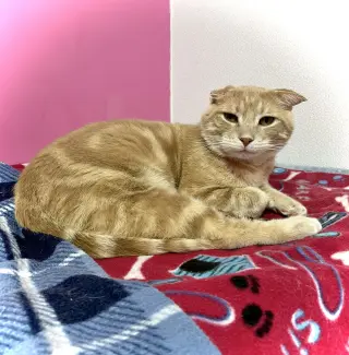 Bob