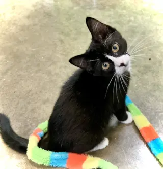 Janice