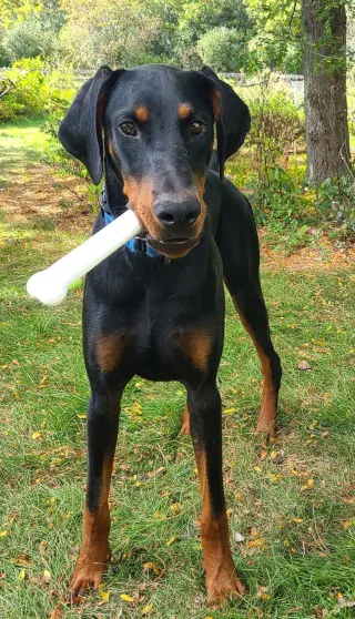 Ember