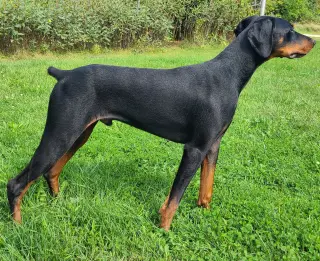 Ember