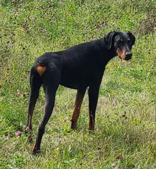 Ember