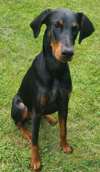 Ember