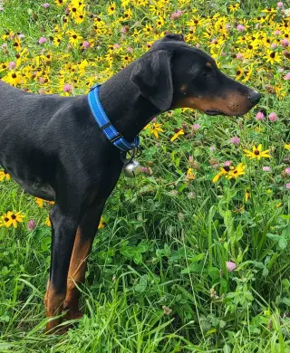 Ember