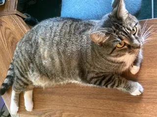 Lumpy