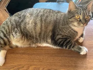 Lumpy
