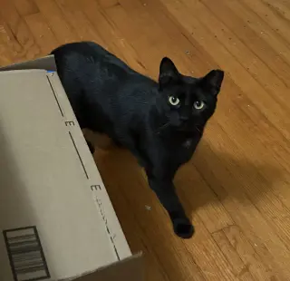 Pepper
