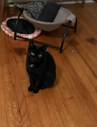 Pepper
