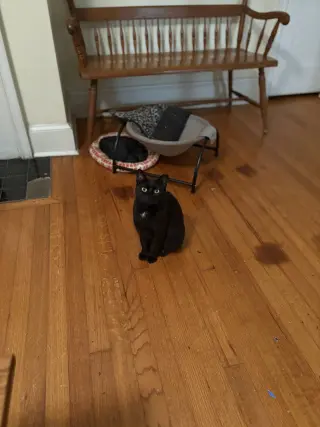 Pepper