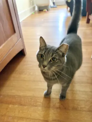 Gracie