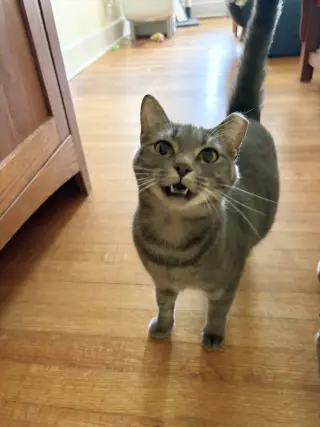 Gracie