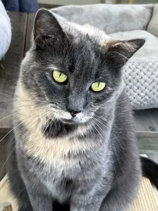 GREY'S ANGEL GIRL