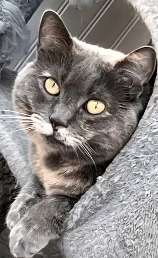 GREY'S ANGEL GIRL