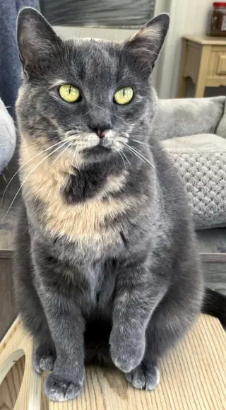 GREY'S ANGEL GIRL