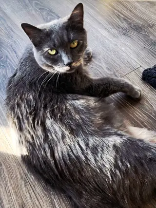 GREY'S ANGEL GIRL