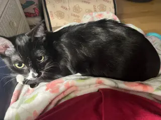 Merlyn