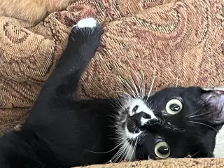 Merlyn