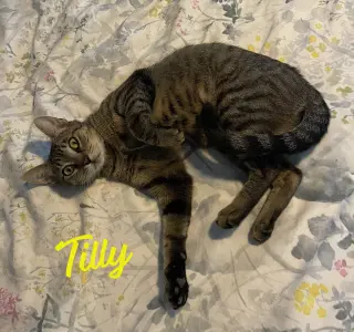 Tilly #adventurous-aristocat
