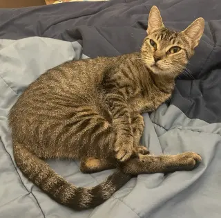Tilly #adventurous-aristocat