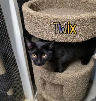 Twix