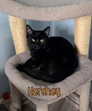 Hershey