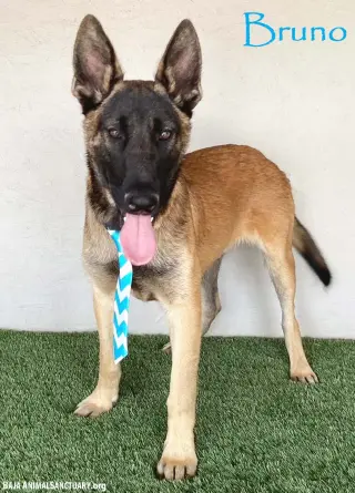 Bruno