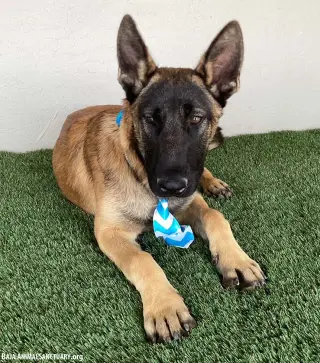 Bruno