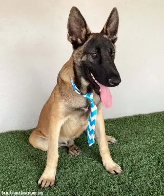 Bruno