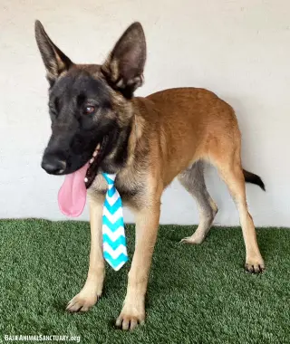 Bruno