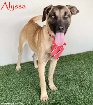 Alyssa