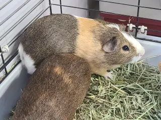 Ernie