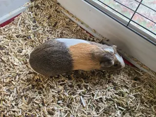 Ernie