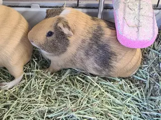 Elmer
