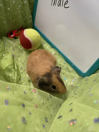 Edgar