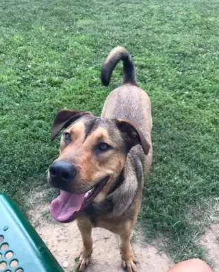 Hank