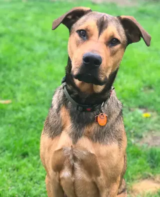 Hank