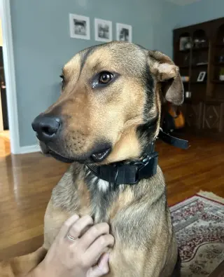 Hank