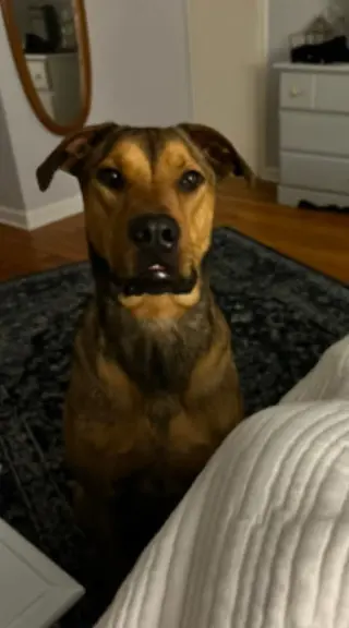 Hank