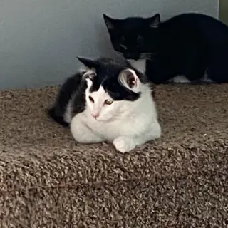 Felix (& Heathcliff)