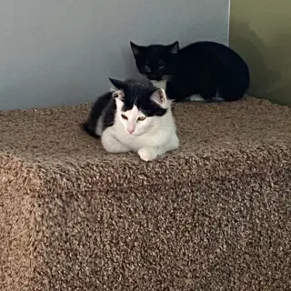 Felix (& Heathcliff)
