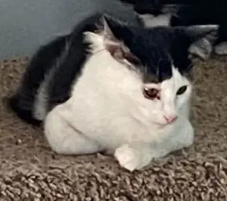 Felix (& Heathcliff)