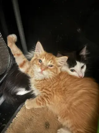 Felix (& Heathcliff)