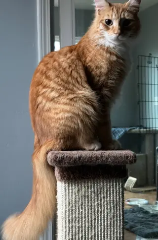 Heathcliff (& Felix)