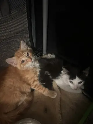 Heathcliff (& Felix)