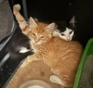 Heathcliff (& Felix)