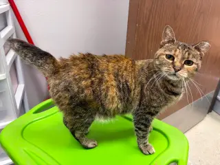 Bebe