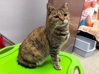 Bebe