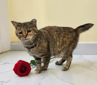 Bebe